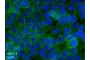 Immunocytochemistry staining of HDAC6 in formaldehyde-fixed and Triton-permeabilized HEK-293T cells by mouse monoclonal antibody 178, followed by anti-mouse Alexa Fluor 488 (green), DNA indicated by DAPI (blue). (HDAC6 antibody)