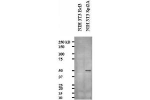 Image no. 2 for anti-serine (Or Cysteine) Peptidase Inhibitor, Clade A, Member 3G (Serpina3g) (AA 406-426) antibody (ABIN108635) (serine (Or Cysteine) Peptidase Inhibitor, Clade A, Member 3G (Serpina3g) (AA 406-426) antibody)