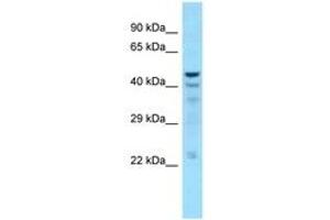 Image no. 1 for anti-5',3'-Nucleotidase, Cytosolic (NT5C) (C-Term) antibody (ABIN6748328) (NT5C antibody  (C-Term))