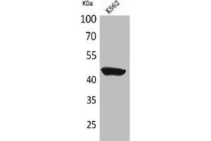 Western Blot analysis of K562 cells using CD1E Polyclonal Antibody (CD1e antibody  (C-Term))