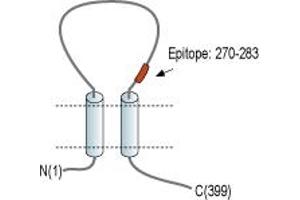 Representative domain view of the target of ABIN7582056.