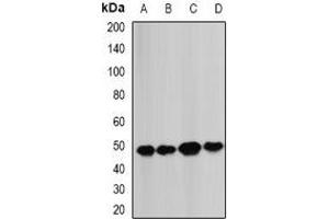 Western blot analysis of BCS1L expression in MCF7 (A), Hela (B), mouse heart (C), mouse liver (D) whole cell lysates. (BCS1L antibody)