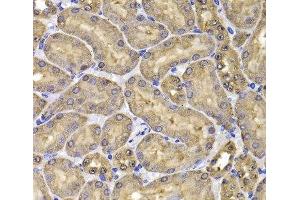 Immunohistochemistry of paraffin-embedded Mouse kidney using FKBP6 Polyclonal Antibody at dilution of 1:100 (40x lens). (FKBP6 antibody)