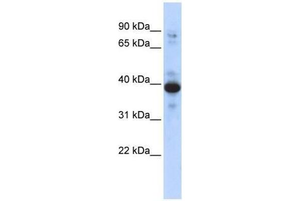 RNF34 antibody  (Middle Region)