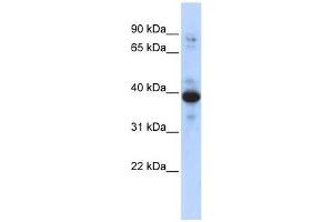 RNF34 antibody used at 0. (RNF34 antibody  (Middle Region))