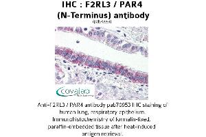 Image no. 1 for anti-Coagulation Factor II (Thrombin) Receptor-Like 3 (F2RL3) (Extracellular Domain), (N-Term) antibody (ABIN1734220) (F2RL3 antibody  (Extracellular Domain, N-Term))