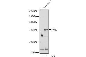 Western blot analysis of extracts of Raw 264. (NOS2 antibody  (AA 500-730))