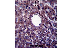 VNN3 Antibody (C-term) (ABIN657602 and ABIN2846600) immunohistochemistry analysis in formalin fixed and paraffin embedded human liver tissue followed by peroxidase conjugation of the secondary antibody and DAB staining. (VNN3 antibody  (C-Term))