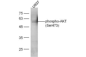 U937 cell lysates probed with Anti-AKT1/2/3 (Ser472/Ser473/Ser474) Polyclonal Antibody, Unconjugated  at 1:5000 for 90 min at 37˚C. (AKT 1/2/3 antibody  (pSer473))