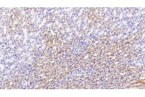 Detection of SDHB in Mouse Kidney Tissue using Polyclonal Antibody to Succinate Dehydrogenase Complex Subunit B (SDHB) (SDHB antibody  (AA 97-282))