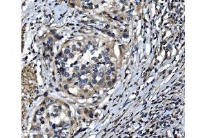 IHC analysis of OTULIN using anti-OTULIN antibody (ABIN7601854). (FAM105B antibody  (AA 49-352))