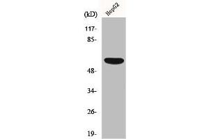 Western Blot analysis of HepG2 cells using OY-TES-1 Polyclonal Antibody (ACRBP antibody  (Internal Region))