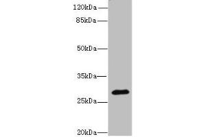 Western blot All lanes: CAPNS2 antibody at 8 μg/mL + Mouse heart tissue Secondary Goat polyclonal to rabbit IgG at 1/10000 dilution Predicted band size: 28 kDa Observed band size: 28 kDa