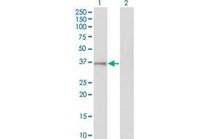 Western Blot analysis of GPS2 expression in transfected 293T cell line by GPS2 monoclonal antibody (M01), clone 3C4. (GPS2 antibody  (AA 228-327))