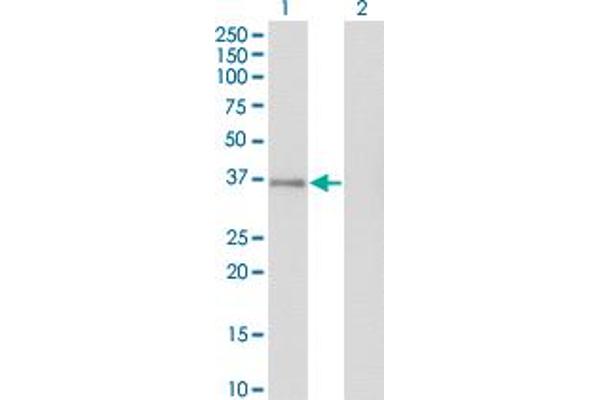 GPS2 antibody  (AA 228-327)