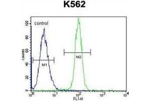 Flow cytometric analysis of K562 cells using HMG1L10 Antibody (N-term) Cat. (HMG1L10 antibody  (N-Term))