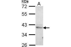 WB Image Sample (30 ug of whole cell lysate) A: H1299 10% SDS PAGE antibody diluted at 1:1000 (CREB3 antibody  (C-Term))