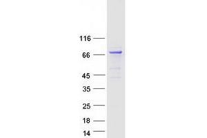 Validation with Western Blot (KLHL17 Protein (Myc-DYKDDDDK Tag))