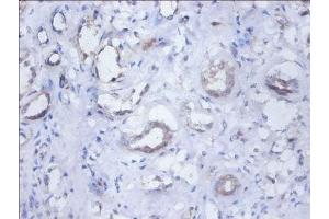 Immunohistochemistry of paraffin-embedded human kidney tissue using ABIN7162107 at dilution of 1:100 (SEPSECS antibody  (AA 5-451))