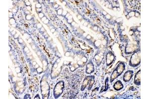 IHC testing of FFPE rat intestine tissue with Bax antibody at 1ug/ml. (BAX antibody  (AA 17-48))
