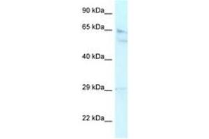 Image no. 1 for anti-Retinoblastoma Binding Protein 5 (RBBP5) (AA 324-373) antibody (ABIN6742442) (RBBP5 antibody  (AA 324-373))