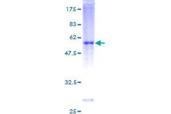 DIRAS3 Protein (AA 1-229) (GST tag)