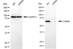 Western blotting analysis using FARSB antibody (ABIN7799786). (FARSB antibody)