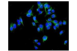 IF analysis of ALDH1L1 using anti-ALDH1L1 antibody (ABIN7601093). (ALDH1L1 antibody  (AA 282-424))