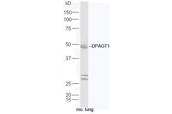 DPAGT1 antibody  (AA 301-408)