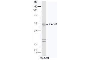 DPAGT1 antibody  (AA 301-408)