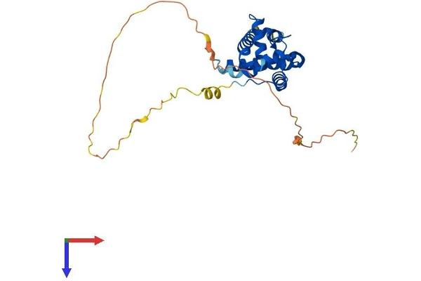 MORF4L2 Protein (AA 1-288) (His tag)