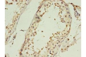 Immunohistochemistry of paraffin-embedded human testis tissue using ABIN7148349 at dilution of 1:100 (CTRP6 antibody  (AA 47-278))