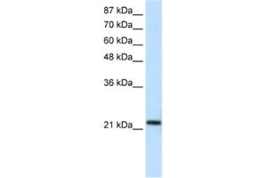 Western Blotting (WB) image for anti-High-Mobility Group Box 1-Like 10 (HMG1L10) antibody (ABIN2461320) (HMG1L10 antibody)
