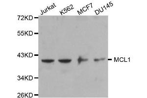 Western blot analysis of extracts of various cell lines, using MCL1 antibody. (MCL-1 antibody)