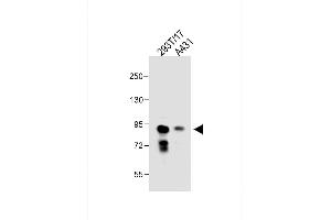 All lanes : Anti-DEPDC1 Antibody (N-term) at 1:1000 dilution Lane 1: 293T/17 whole cell lysate Lane 2: A431 whole cell lysate Lysates/proteins at 30 μg per lane. (DEPDC1 antibody  (N-Term))