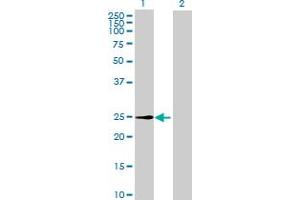 Western Blot analysis of METTL7A expression in transfected 293T cell line by METTL7A MaxPab polyclonal antibody. (METTL7A antibody  (AA 1-244))