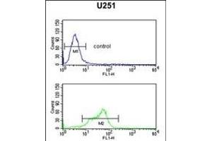 GT1 Antibody (N-term) (ABIN651247 and ABIN2840152) flow cytometric analysis of  cells (bottom histogram) compared to a negative control (top histogram). (MAGT1 antibody  (N-Term))