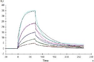 Mouse PD-L1, His Tag captured on CM5 Chip via Anti-His Antibody can bind Mouse PD-1 , hFc Tag with an affinity constant of 0. (PD-L1 Protein (AA 19-238) (His tag))