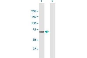 Western Blot analysis of MSLN expression in transfected 293T cell line by MSLN MaxPab polyclonal antibody. (Mesothelin antibody  (AA 1-621))