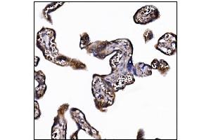 IHC analysis of POGLUT1 using anti-POGLUT1 antibody (ABIN7602910).