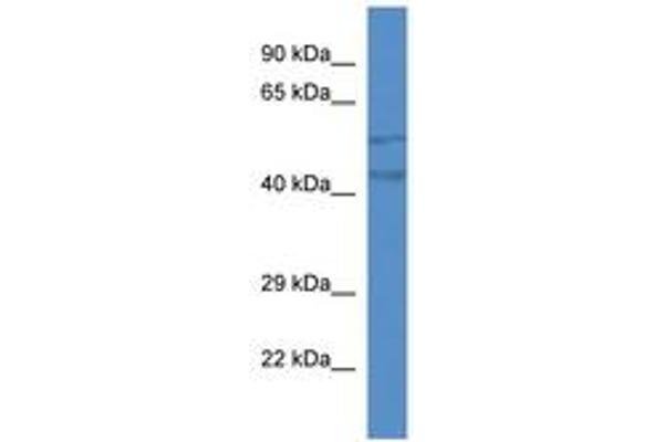 TMEM102 antibody  (AA 64-113)