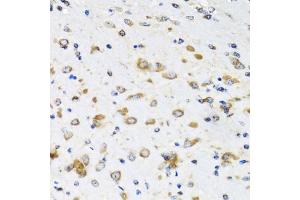 Immunohistochemistry of paraffin-embedded mouse brain using COPB2 antibody. (COPB2 antibody)