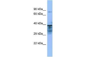 Host: Rabbit Target Name: ZMYND15 Sample Type: THP-1 Whole Cell lysates Antibody Dilution: 1. (ZMYND15 antibody  (N-Term))