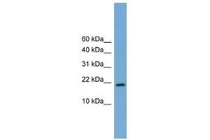 Cited4 antibody used at 0. (CITED4 antibody  (Middle Region))