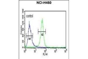 AKT2 Antibody (ABIN652284 and ABIN2841195) flow cytometric analysis of NCI- cells (right histogram) compared to a negative control cell (left histogram). (AKT2 antibody)