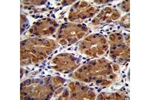 MUC3B antibody immunohistochemistry analysis in formalin fixed and paraffin embedded human stomach tissue. (MUC3B antibody  (AA 866-895))