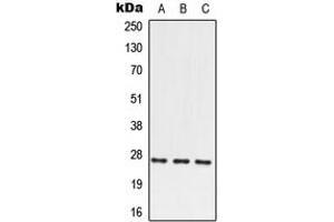 Western blot analysis of PRRX2 expression in HEK293T (A), SP2/0 (B), PC12 (C) whole cell lysates.