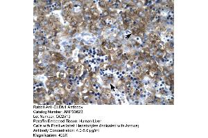 Human Liver (Claudin 1 antibody  (C-Term))