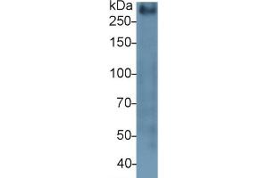Detection of MUC2 in Mouse Colon lysate using Polyclonal Antibody to Mucin 2 (MUC2) (MUC2 antibody  (AA 27-110))