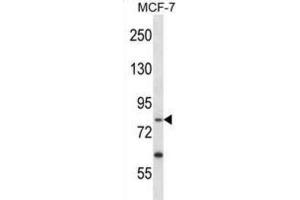 Western Blotting (WB) image for anti-Protein-Kinase, Interferon-Inducible Double Stranded RNA Dependent Inhibitor, Repressor of (p58 Repressor) (PRKRIR) antibody (ABIN2998294)
